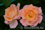 Rosemary Harkness 