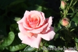 Poesie Poesie