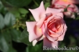 Poesie Poesie