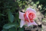 Poesie Poesie