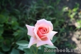 Poesie Poesie