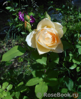 Indian Summer- Indian Summer-