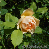 Indian Summer- Indian Summer-