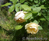 Indian Summer- Indian Summer-