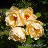 Indian Summer- Indian Summer-