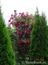 Excelsa Excelsa