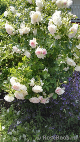 Ritausma Ritausma