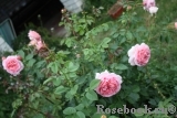 Abraham Darby Abraham Darby