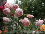 The Alnwick Rose The Alnwick Rose