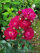 Starlet®-Rose Lola® Starlet®-Rose Lola®