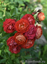 Starlet®-Rose Carmen® Starlet®-Rose Carmen®