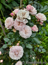 Starlet ®-Rose Alina ® Starlet ®-Rose Alina ®