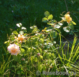 Easlea's Golden Rambler Easlea's Golden Rambler