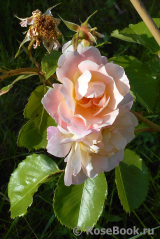 Easlea's Golden Rambler Easlea's Golden Rambler