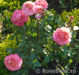 Augusta Luise Augusta Luise