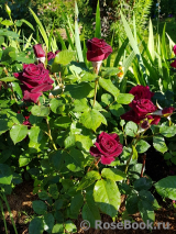 Black Baccara Black Baccara