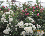 Aspirin Rose Aspirin Rose