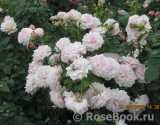 Kordes' Rosenfaszination ® Kordes' Rosenfaszination ®