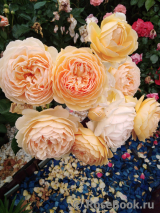 Crown Princess Margareta® Crown Princess Margareta®