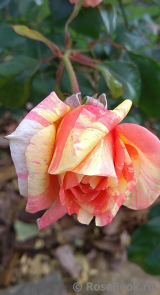 Rose La Rose des Impressionnistes Rose La Rose des Impressionnistes