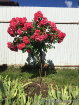 Rosarium Uetersen Rosarium Uetersen
