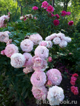 Kordes' Rosenfaszination ® Kordes' Rosenfaszination ®