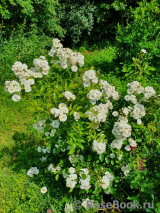 Guirlande d'Amour Guirlande d'Amour