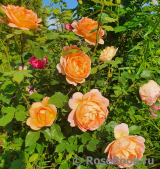 Lady of Shalott Lady of Shalott