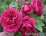Rose des 4 Vents Rose des 4 Vents