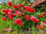 Rosarium Uetersen Rosarium Uetersen