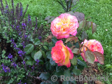 Gartenspass ® Gartenspass ®