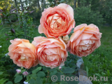 Lady of Shalott Lady of Shalott