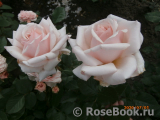 Rosa Belmonte Rosa Belmonte
