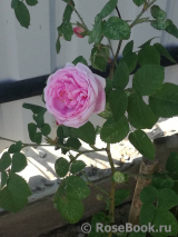 Belle Amour Belle Amour