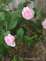 Belle Amour Belle Amour
