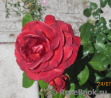 Terracotta ® Terracotta ®
