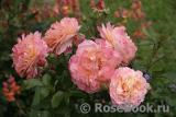 Augusta Luise Augusta Luise