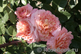 Augusta Luise Augusta Luise
