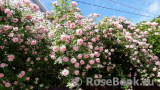 Domaine de Courson ® Domaine de Courson ®
