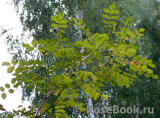 R. moyesii R. moyesii