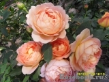 Lady of Shalott Lady of Shalott