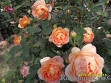 Lady of Shalott Lady of Shalott