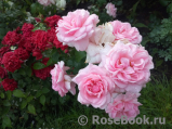 Home & Garden Home & Garden