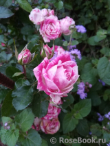 Pink Flash 