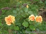 Ashram Ashram