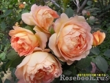 Lady of Shalott Lady of Shalott
