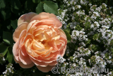 Lady of Shalott Lady of Shalott