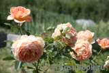 Lady of Shalott Lady of Shalott