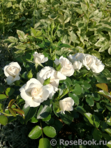 Aspirin Rose Aspirin Rose