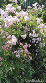 Brise Parfum Brise Parfum